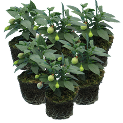 Fuchsia Diva Random Colour Mix | 3 or 6 1L Pots