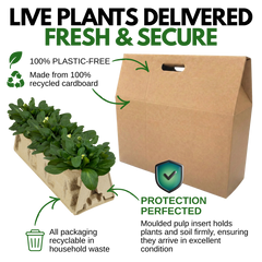 Bellis Habanera White | 3 or 6 1L Pots