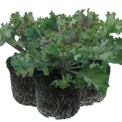 Ornamental Cabbage Rose | 3 or 6 1L Pots