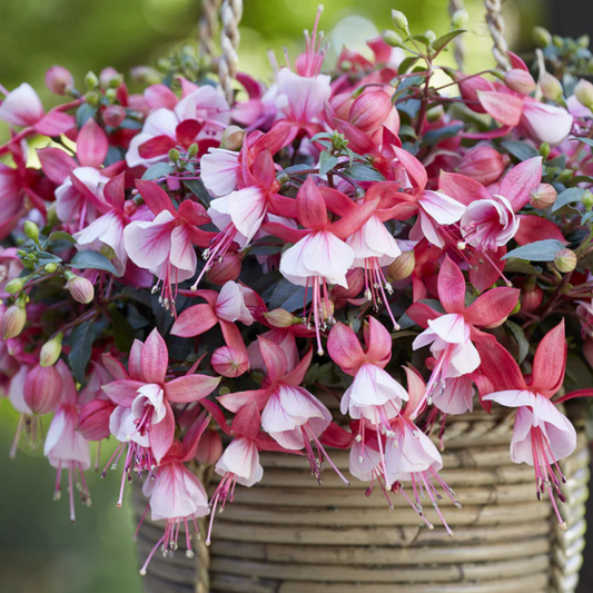 Fuchsia Bella Hilda | 3 or 6 1L Pots