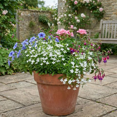 Set of 3 or 6 Lobelia Upright Sweet Springs White Flowering Plants, Summer Flowering Bedding, Garden Ready, 10.5cm Root Ball