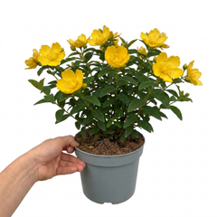 1 Hypericum Hidcote St Johns Wort Plant, Hardy Evergreen Yellow Flowering Shrub, 2 Litre Root Ball