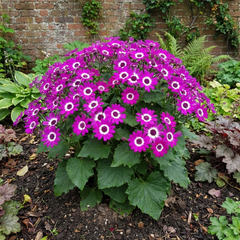 Senetti Magenta Bicolour Pericallis Plant, Outdoor Summer Flowering, 6.5 Litre Root-Ball