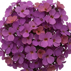 Erysimum Bowles Mauve Evergreen Hardy Perennial Wallflower Plants, Outdoor Garden Ready, 1 Litre / 11cm Root-Ball
