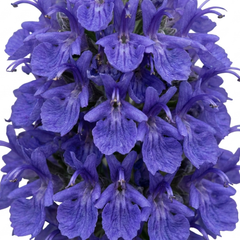 Set of 3 or 6 Rosemary Blue Rain Herb Plants (Salvia rosmarinus), Hardy Evergreen Culinary Herb, Outdoor Garden Ready, 1 Litre Root-Ball