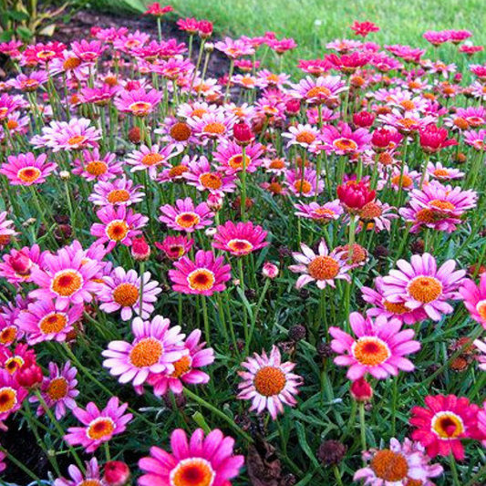 Argyranthemum Madeira Deep Pink | 3 or 6 1L Pots
