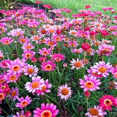 Argyranthemum Madeira Deep Pink | 3 or 6 1L Pots