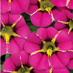 Calibrachoa Bumble Hot Pink | 3 or 6 1L Pots