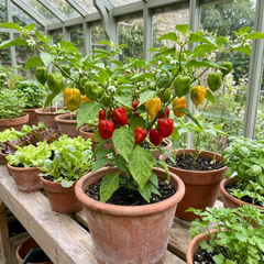Chilli Pepper Plants - Scotch Bonnet, Ready to Plant in Your Garden