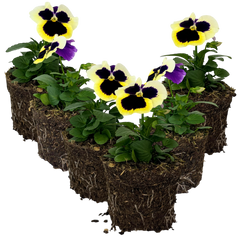 Upright Pansy Delta Pro Clear Light Blue | 3 or 6 1L Pots