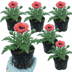 Papaver Orientale Garden Gnome Victoria Louise Plants, Hardy Perennial Oriental Poppy, Outdoor Garden Ready, 1 Litre Root-Ball