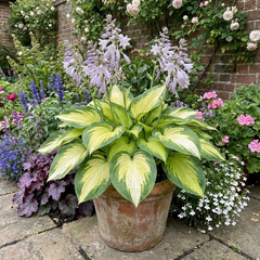 Paul's Glory Plantain Lily, Ready to Plant in Your Garden
