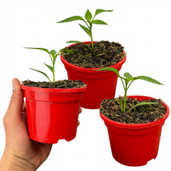 Chilli Pepper Plants - Jalapeno Variety, Ready to Plant in Your Garden