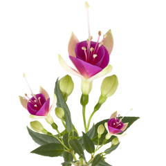 Fuchsia Diva White and Violet | 3 or 6 1L Pots