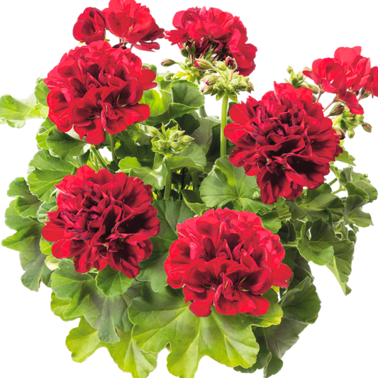 Set of 6 Large Plants-Geranium Calliope Dark Red, Ready To Plant In Your Garden