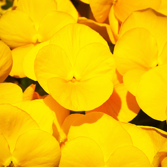Upright Pansy Delta Pro Yellow | 3 or 6 1L Pots