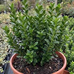 Euonymus Microphyllus Evergreen Hedge Plant, Hardy Low Maintenance Garden Shrub, 17cm Root-Ball