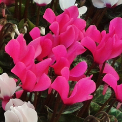 Cyclamen Silver Leaf Magenta | 3 or 6 1L Pots
