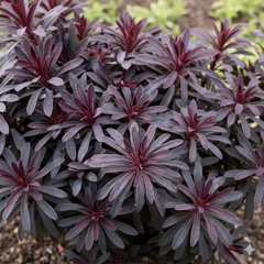 Euphorbia Miners Merlot | 3L Pots