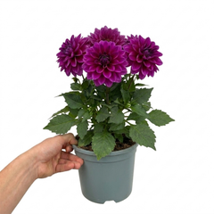 1 Large Plant - Dahlia Maggiore Purple, Ready to Plant in Your Garden, 3L Pot