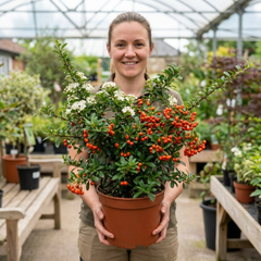 Pyracantha Orange Glow Firethorn Plant, Evergreen Fast Growing Climbing Hedge Shrub, 2L Root-Ball