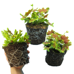 Geranium Pelgardini Lotusland | 3 or 6 1L Pots