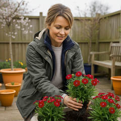 1 Spring–Summer Dianthus Flowering Plants – Dart Scarlet (Garden Pink). Outdoor Garden Ready Plants for Pots, Borders & Containers. Hardy, Compact & Easy to Grow. Supplied Fresh as a Large 2L Pot