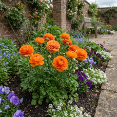 Ranunculus Vortex Orange Persian Buttercup Plants, Hardy Perennial, Spring & Autumn Flowering, Outdoor Garden Ready, 1 Litre Root-Ball