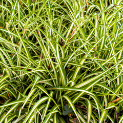 Carex Everglow | 2L Pot