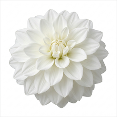 1 Large Plant - Dahlia Maggiore White, Ready to Plant in Your Garden, 3L Pot