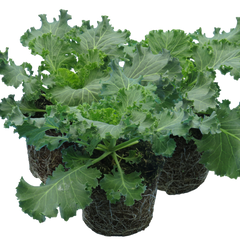 Ornamental Cabbage Red | 3 or 6 1L Pots