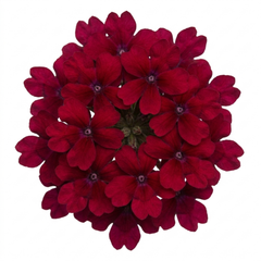 Lobelia Starship Burgundy Upright Hardy Perennial Plants, Outdoor Garden Ready, 1 Litre Root Ball