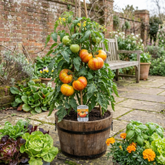 Set of 3 or 6 Large Plants - Tomato Buffalosun Variety, Ready to Plant in Your Garden
