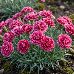 Set of 3 or 6 Carnation Oscar Pink Heart Plants β Fragrant Hardy Perennial Dianthus, Garden Ready, 10.5cm Root-Ball
