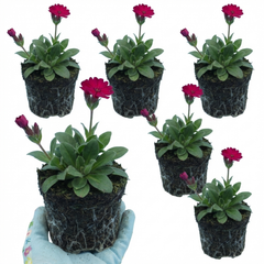 Set of 3 or 6 Lychnis atrosanguinea Hardy Perennial Plants, Summer Flowering, Bee-Friendly Cottage Garden Plant, 1L Root Ball