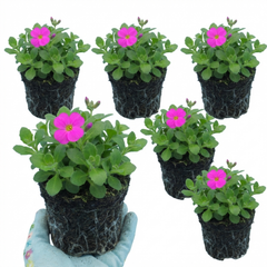 Aubrieta Florado Neon Pink, Ready to Plant in Your Garden, 1L