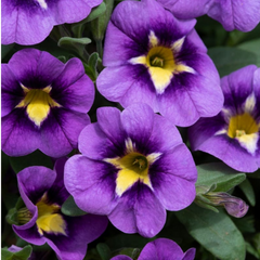 Calibrachoa Bumble Bee Blue | 3 or 6 1L Pots