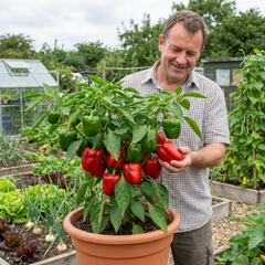 Sweet Pepper Redskin, Ready to Plant in Your Garden