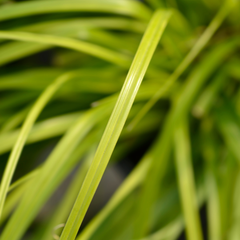 Carex Everillo