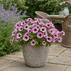 1 Large Plant - Petunia Sanguna Mega Pink Vein, Outdoor Garden Ready, 2L Pot