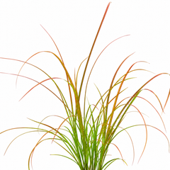 3 Carex Prairie Fire Plants, 9cm Pots, Autumn Garden