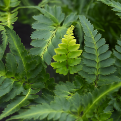 Japanese Painted Fern Athyrium Pictum/Metallicum | 2L Pot