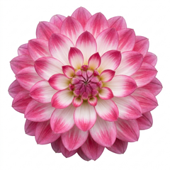 1 Large Plant - Dahlia Maggiore Fun Rose Bicolour, Ready to Plant in Your Garden