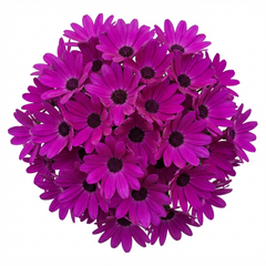Senetti Magenta Pericallis Daisy Plant, Summer Flowering, Outdoor Garden Ready, 6.5 Litre Root-Ball