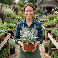 Set of 3 or 6 Stachys Byzantina Lamb's Ear Plants, Hardy Silver Leaf Perennial Ground Cover, 1Ltr Root Ball