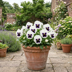 Pansy White with Blotch Plants, Hardy Spring & Autumn Flowering Bedding, Litre Root Ball