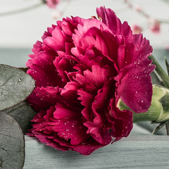 Carnation Oscar | 3 or 6 1L Pots