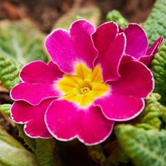 Polyanthus Stella Cherryade | 3 or 6 1L Pots