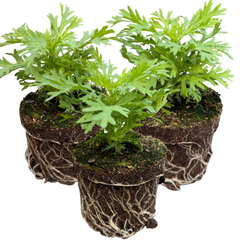 Argyranthemum Madeira Red | 3 or 6 1L Pots
