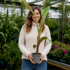 Banana Tree 3L (100–120 cm Tall) in Nursery Pot